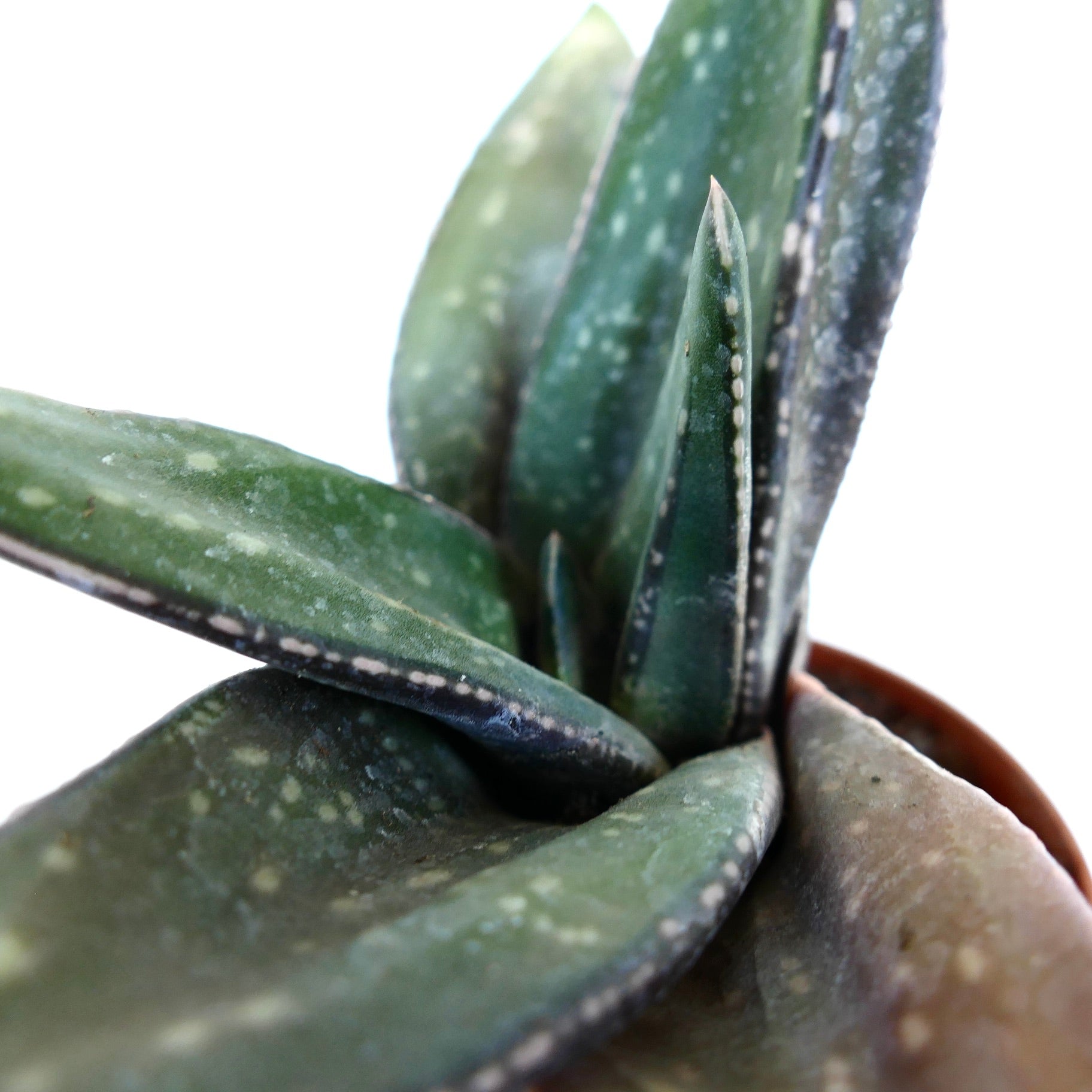 h*k様 ガステリア　バリエガタ h*k様 ガステリア バリエガタ Gasteria batesiana f.variegata