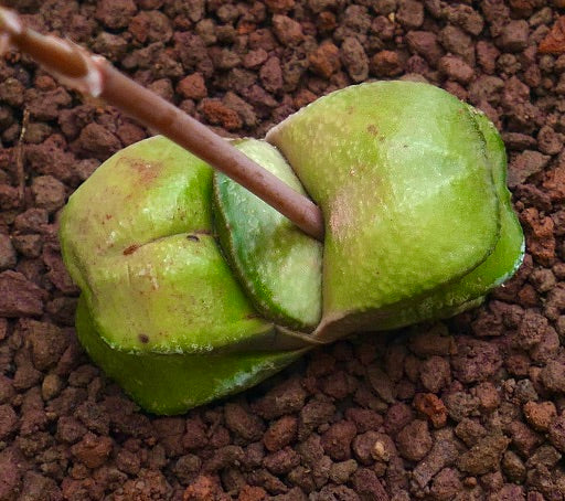 Gasteria armstrongii cv. 'Maafushi' succulent with thick, textured green leaves on brown soil