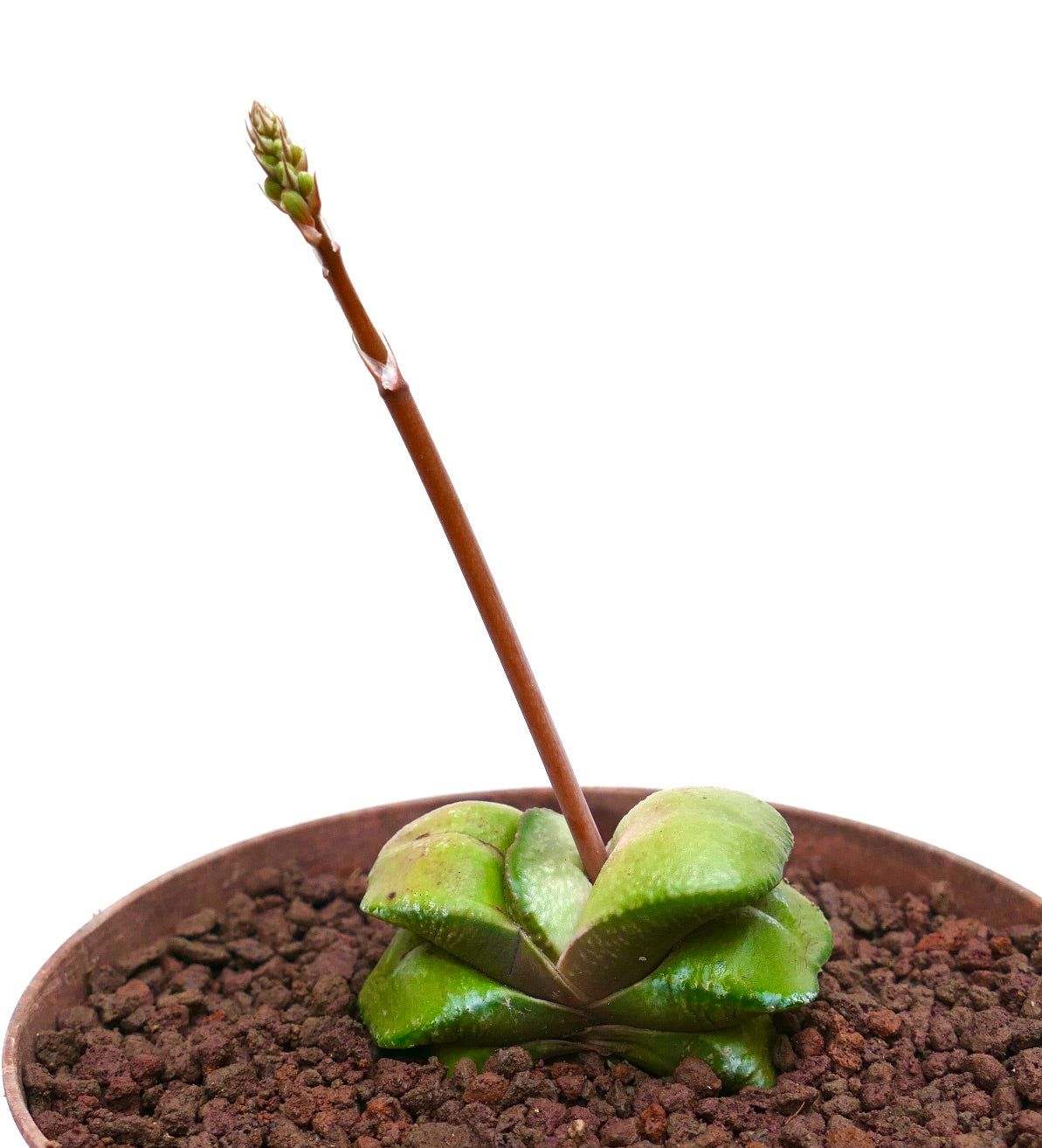 Gasteria armstrongii cv. 'Maafushi' succulent with thick green leaves and tall flowering stalk