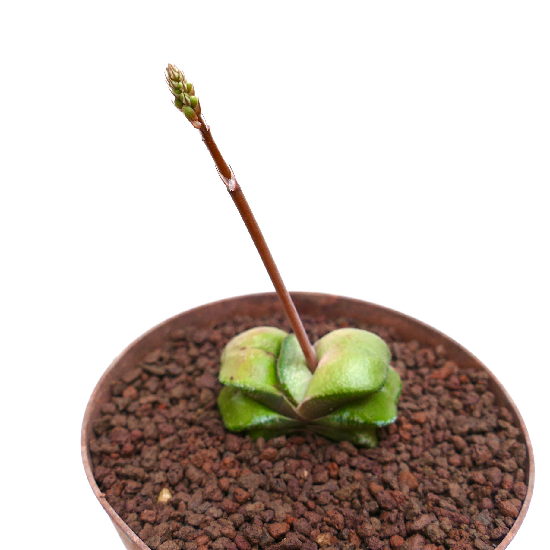 Gasteria armstrongii cv. 'Maafushi' succulent with thick green leaves and tall flower stalk in brown soil
