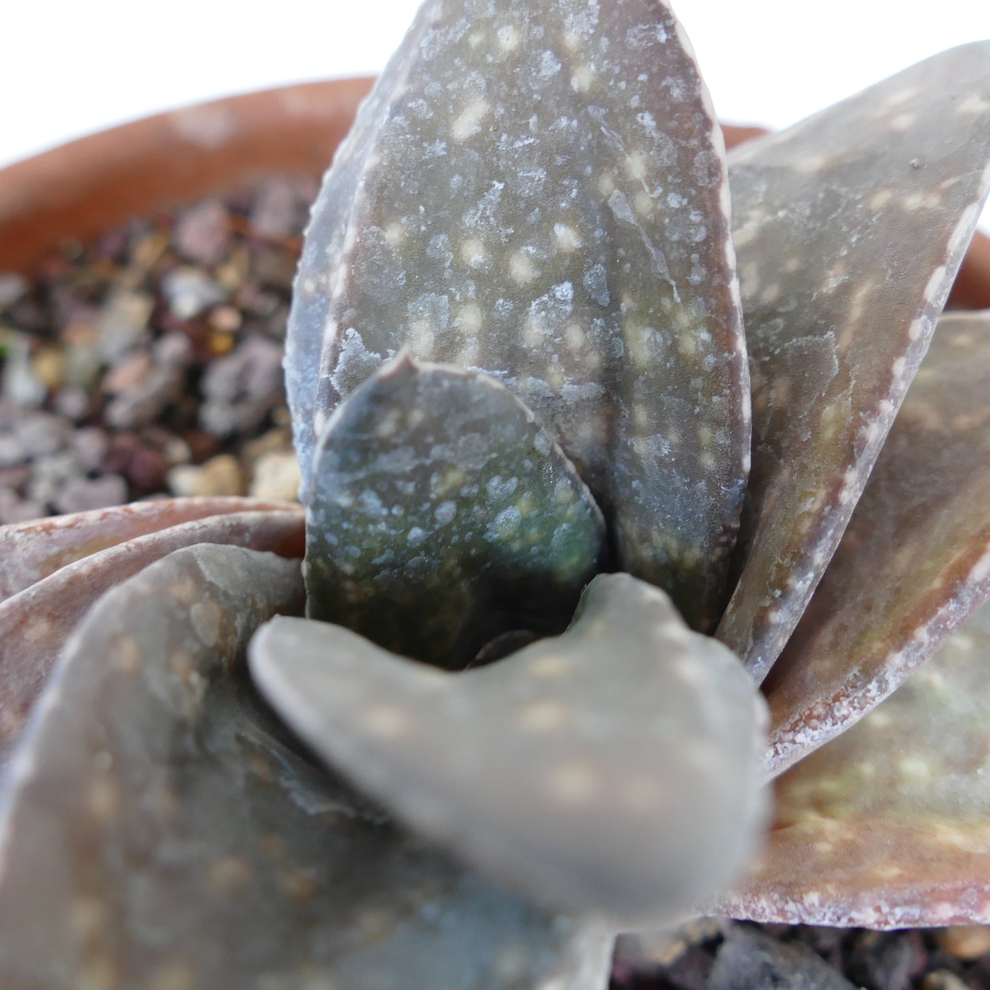 Gasteria armstrongii cv BROWN JAGUAR