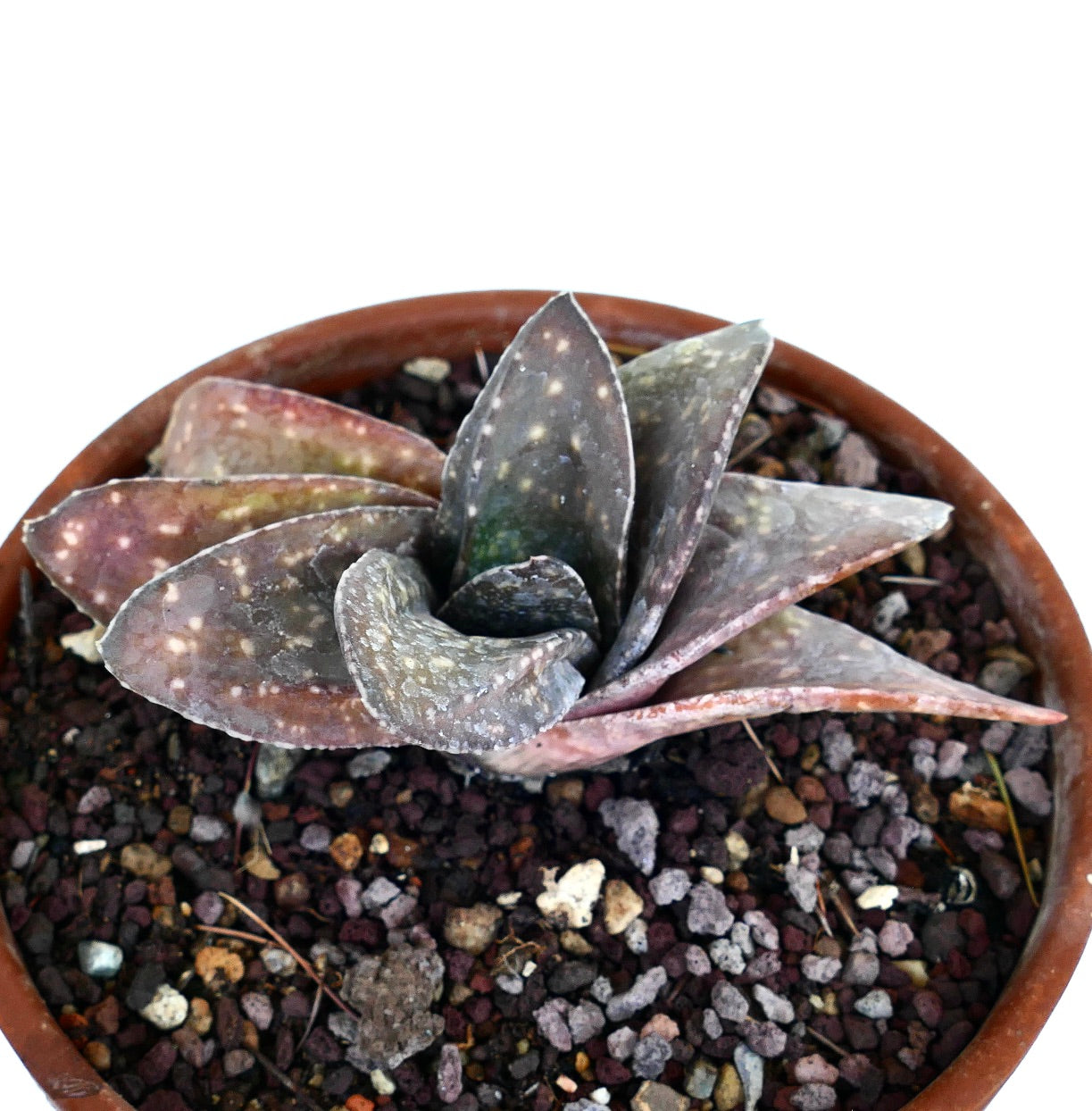 Gasteria armstrongii cv BROWN JAGUAR