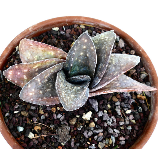 Gasteria armstrongii cv BROWN JAGUAR