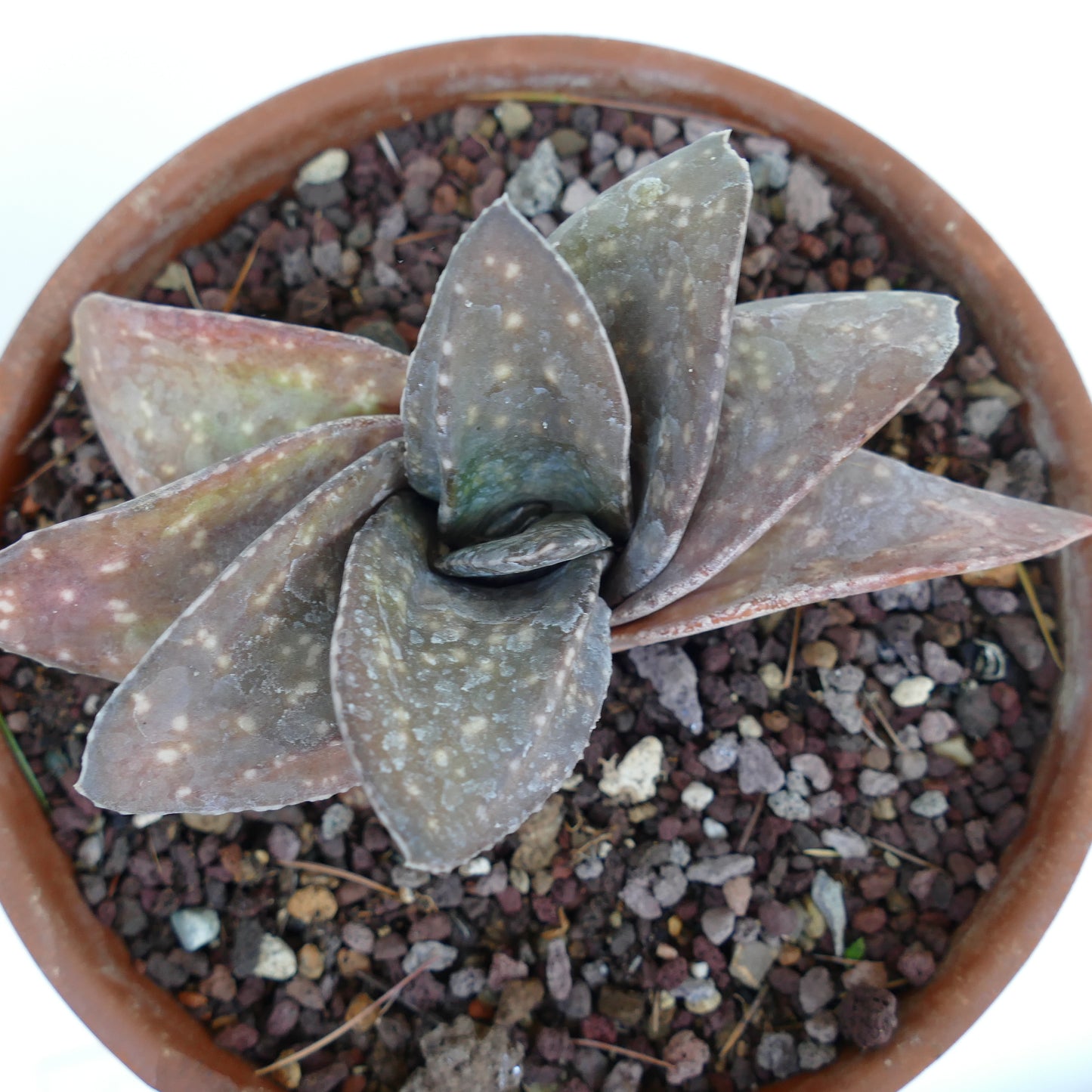 Gasteria armstrongii cv BROWN JAGUAR