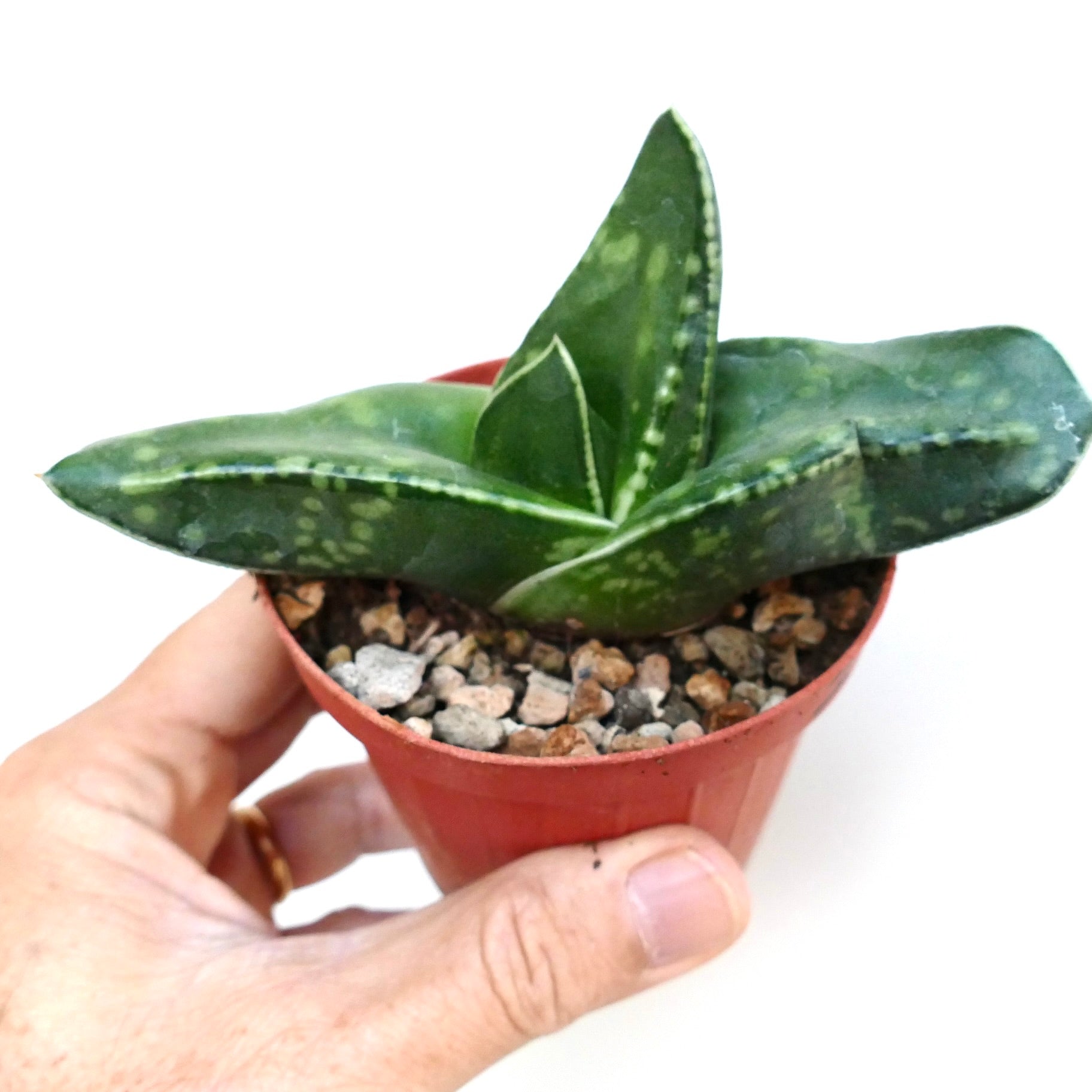 Gasteria armstrongii cv. Coral Dream in a small brown plastic pot, showing thick dark green leaves with lighter mottled spots and rough texture.