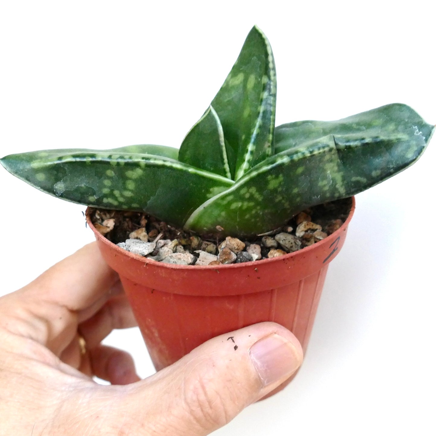 Close-up of Gasteria armstrongii Coral Dream with compact triangular leaves, green with pale mottling, growing in a gritty soil mix.