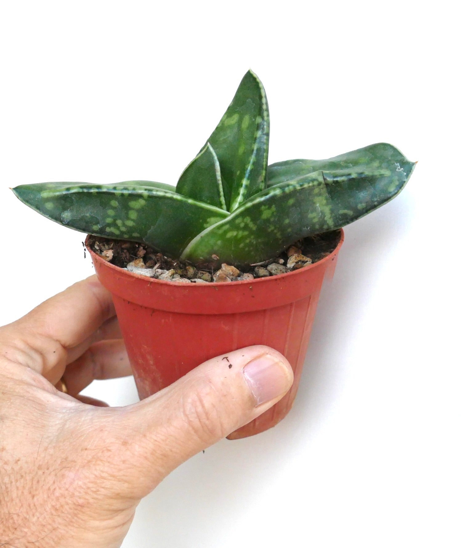 Side view of Gasteria armstrongii cv. Coral Dream, highlighting its thick, fleshy leaves with patterned markings, held in hand.
