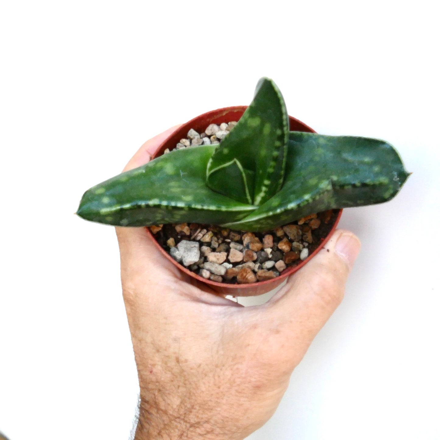 Top view of Gasteria armstrongii Coral Dream showing a rosette of mottled dark green leaves with pointed tips in a small pot.