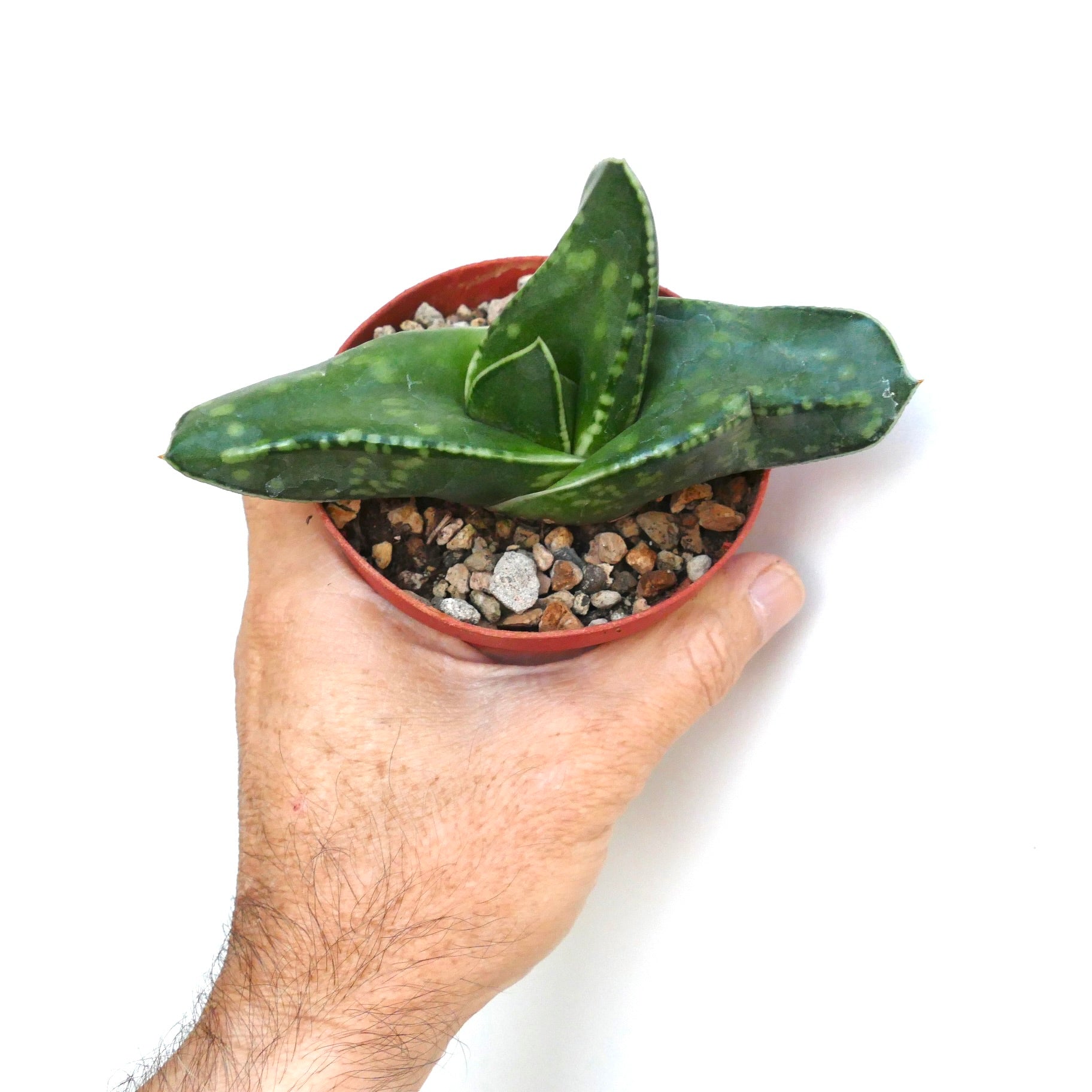 Overhead view of Gasteria armstrongii cv. Coral Dream, displaying its symmetrical rosette of short, wide, dark green leaves with speckled patterns.