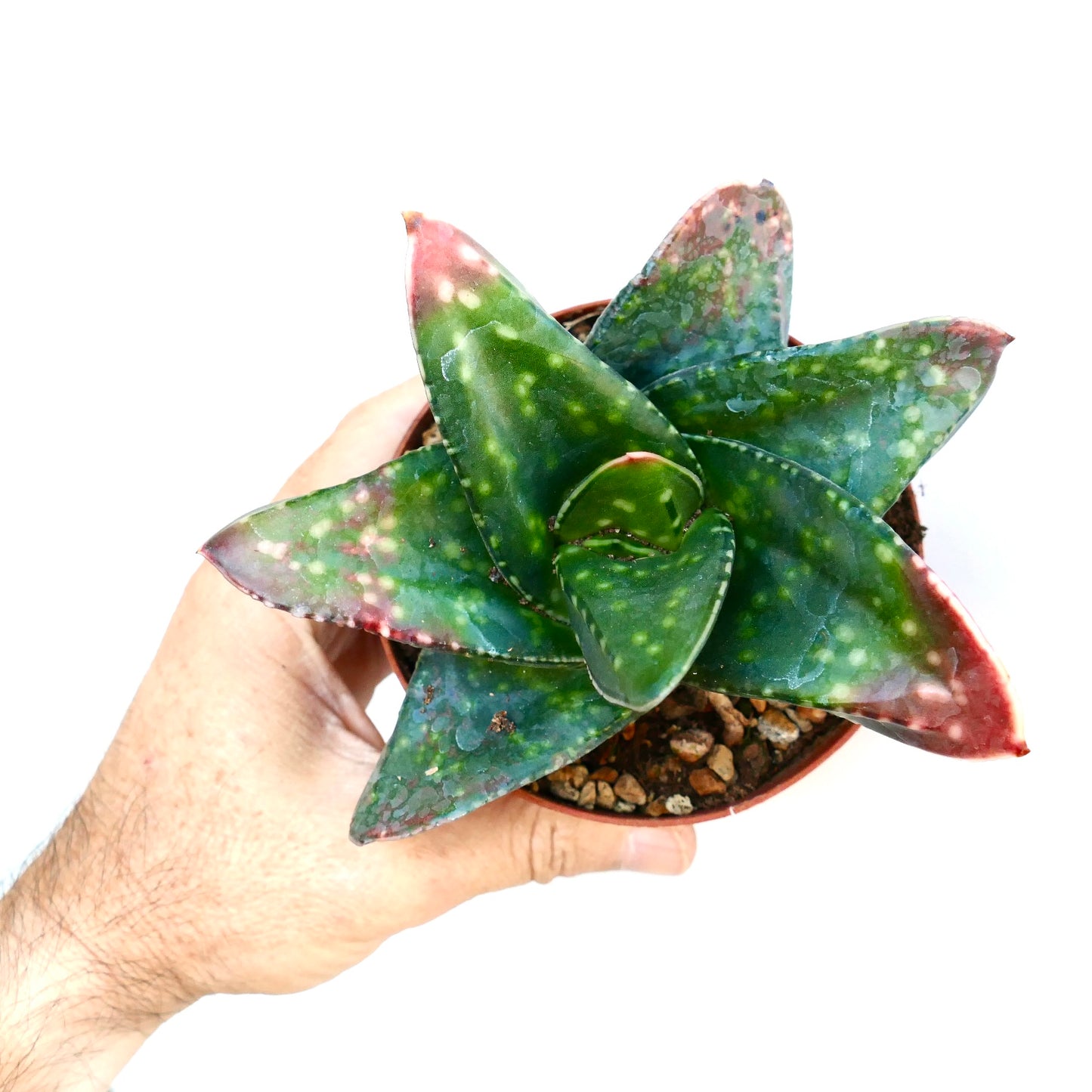 Gasteria armstrongii succulent with thick, spotted green leaves and red-tipped edges in pot