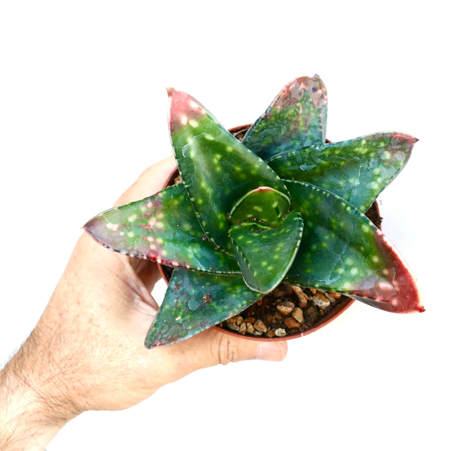 Gasteria armstrongii succulent with thick, spotted green leaves and red-tipped edges in pot