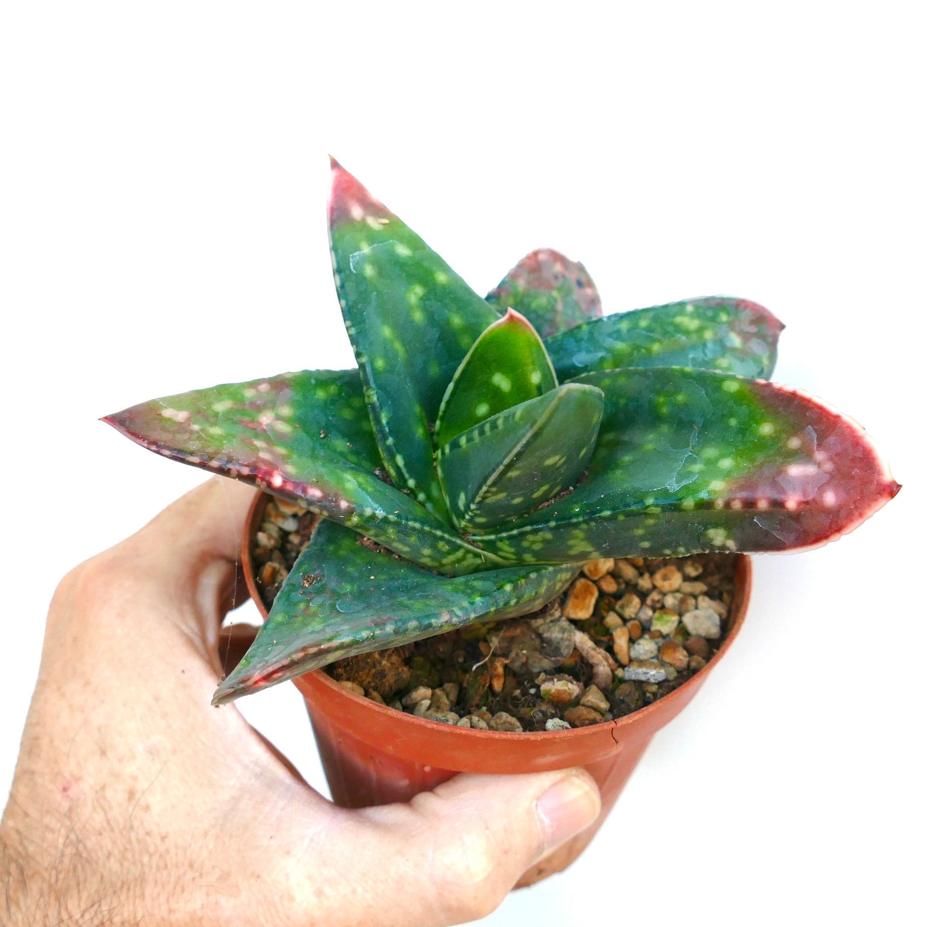 Gasteria armstrongii succulent with thick spotted green leaves and reddish leaf tips in pot held by hand
