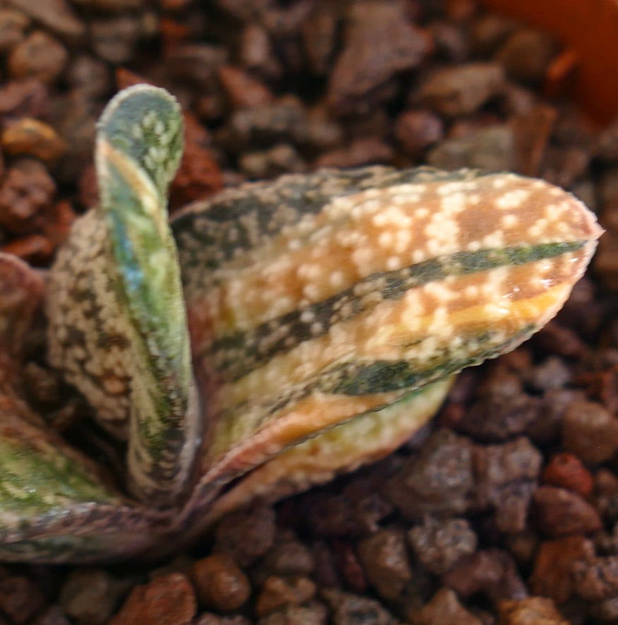 Gasteria batesiana succulent with thick variegated leaves and textured spotted surface