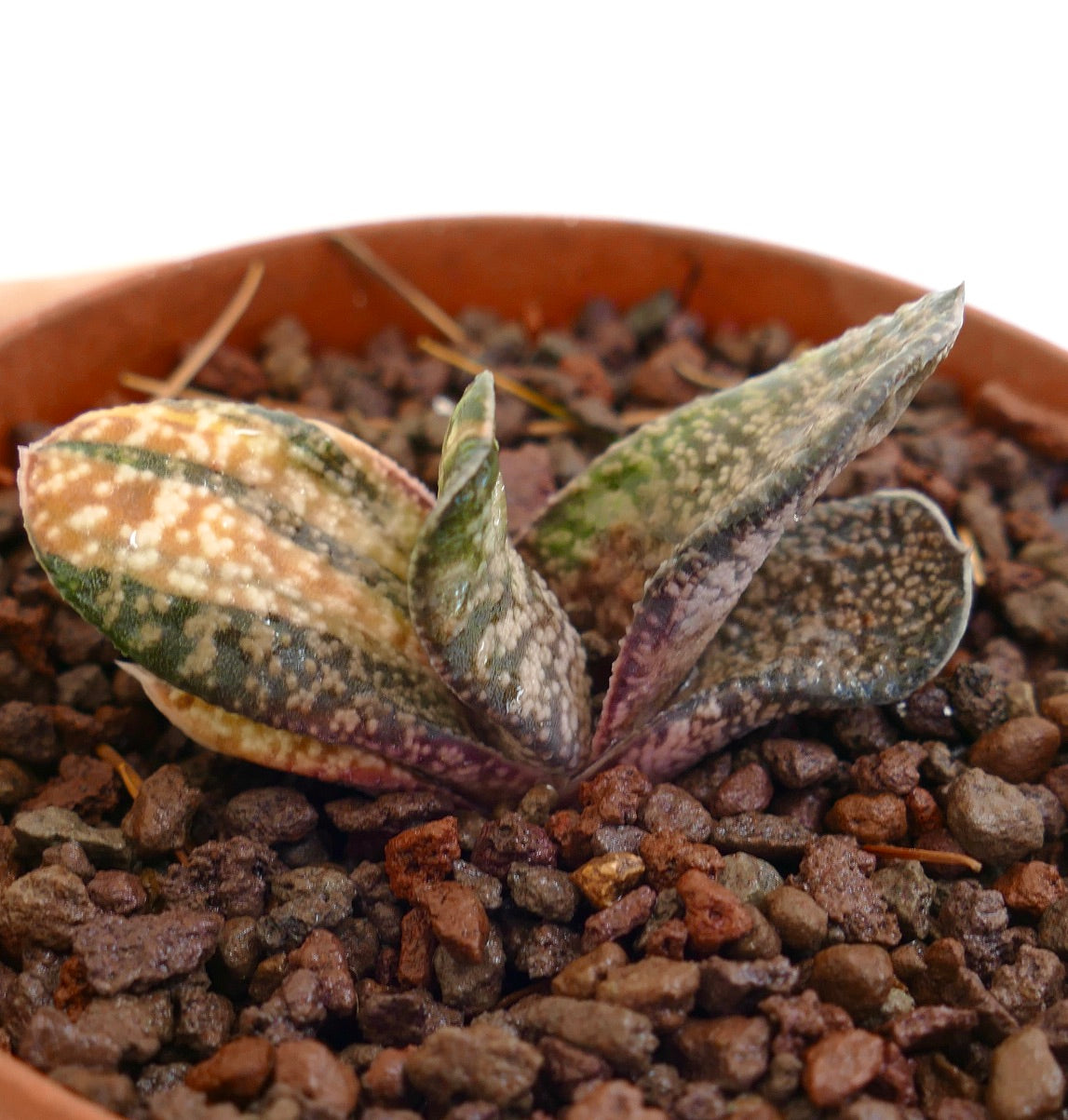 Gasteria batesiana succulent with thick spotted leaves and unique variegated pattern in pot