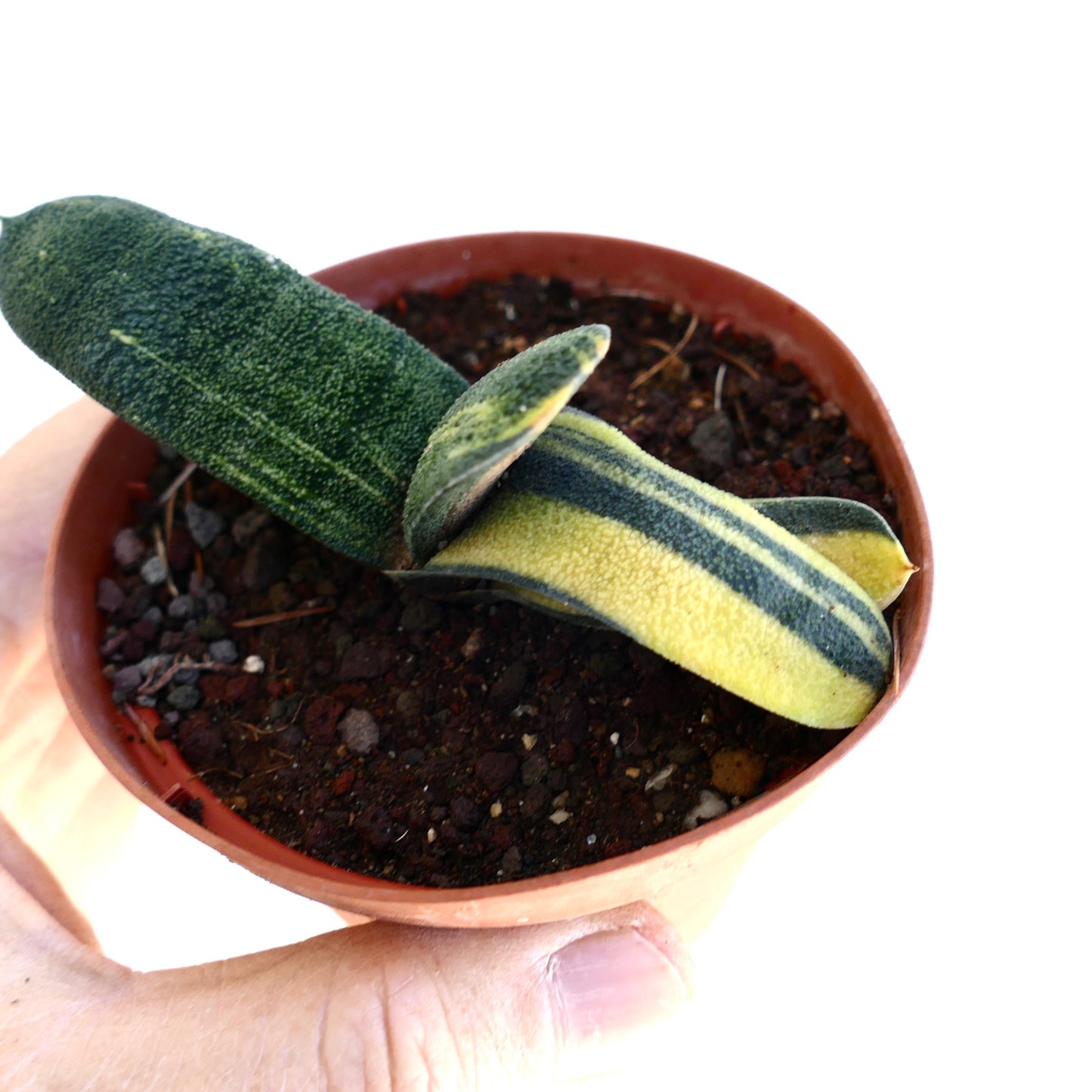 Gasteria batesiana succulent with thick variegated green and yellow striped leaves in pot