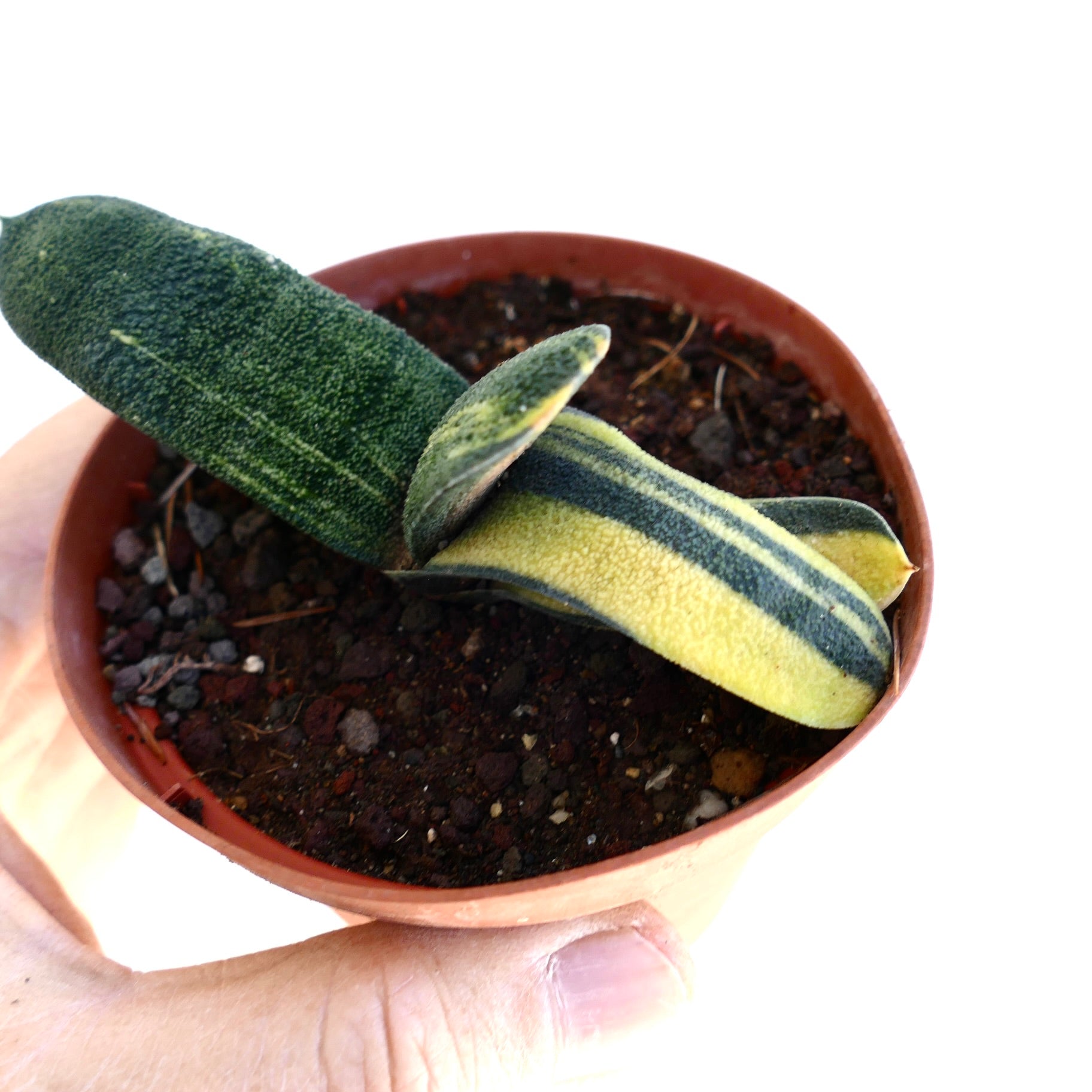 Gasteria batesiana succulent with thick variegated green and yellow striped leaves in pot