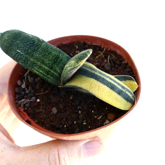 Gasteria batesiana succulent with thick variegated green and yellow striped leaves in pot