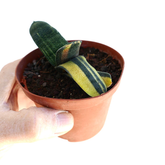 Gasteria batesiana succulent with thick variegated green and yellow striped leaves in small pot