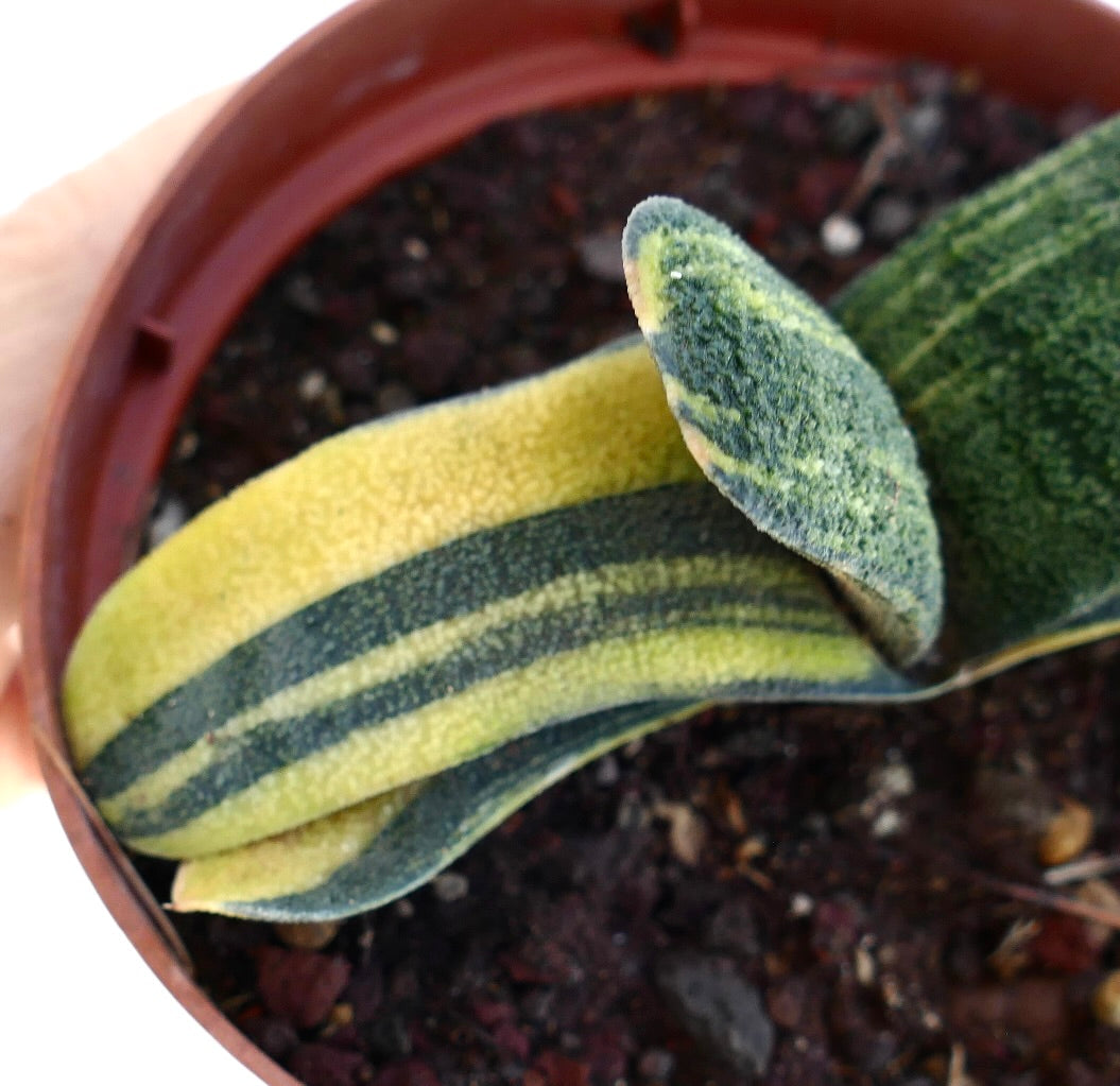 products/gasteria-batesiana-variegated