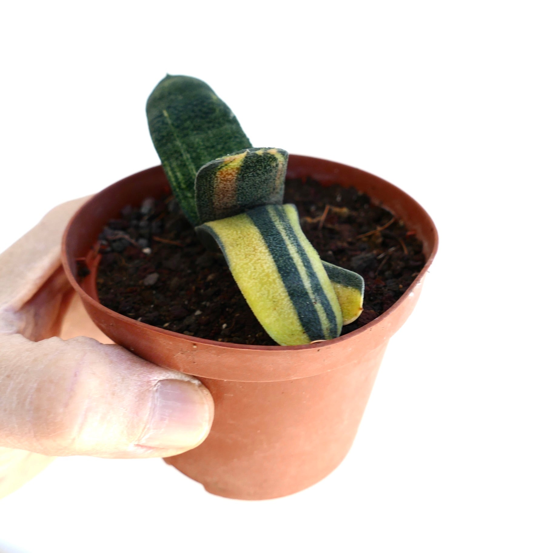 Gasteria batesiana succulent with thick variegated green and yellow striped leaves in small pot