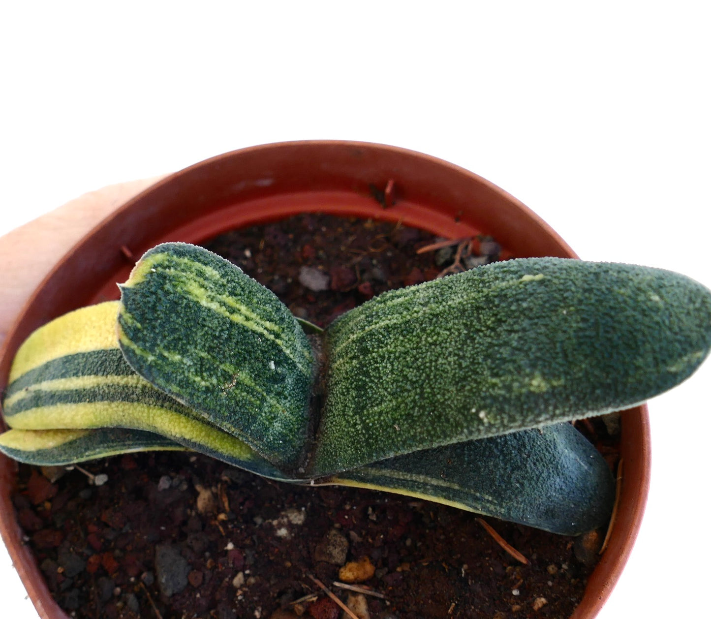 Gasteria batesiana succulent with thick textured variegated green and yellow leaves in pot