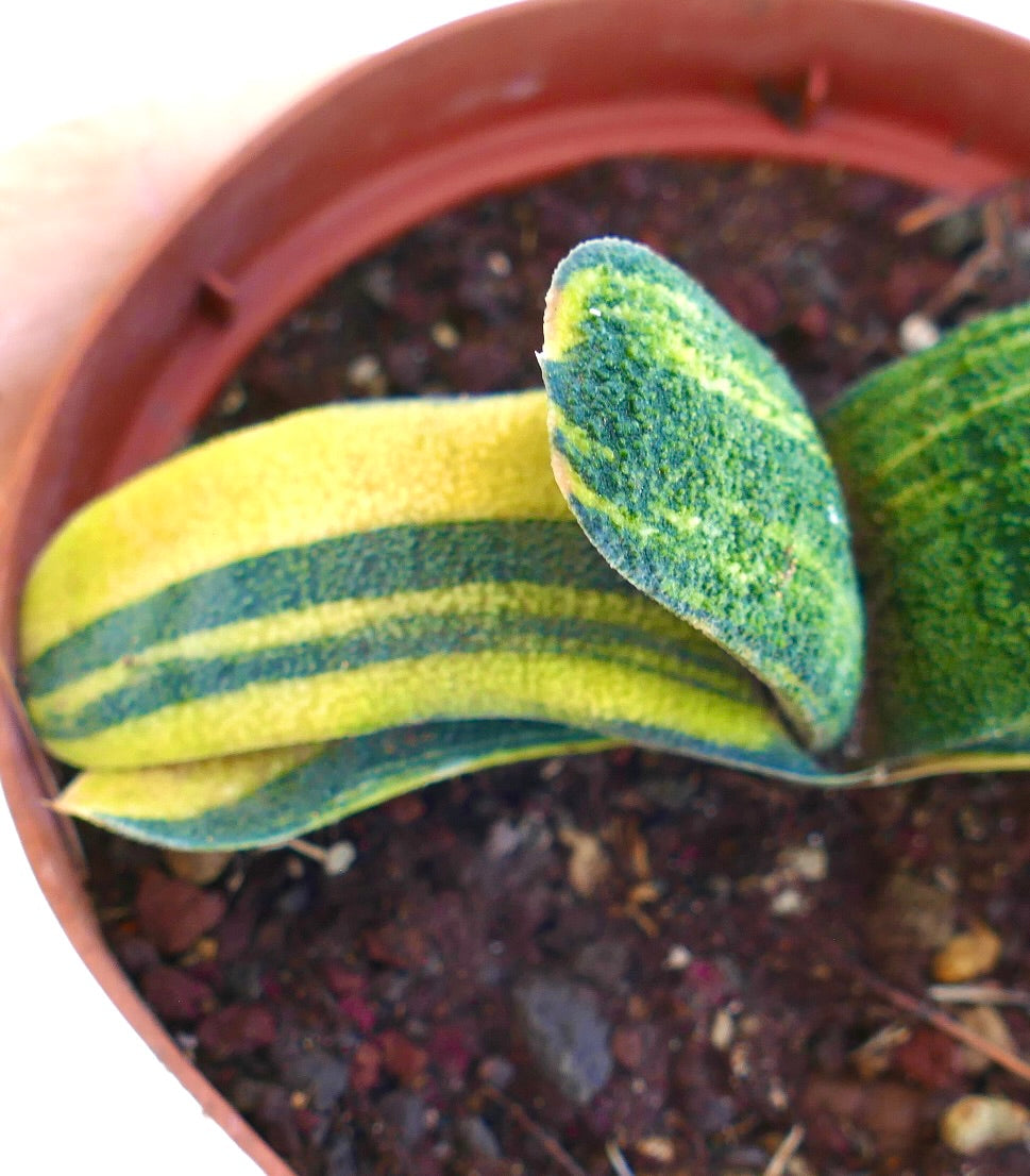 Gasteria batesiana succulent with thick variegated green and yellow striped leaves in pot