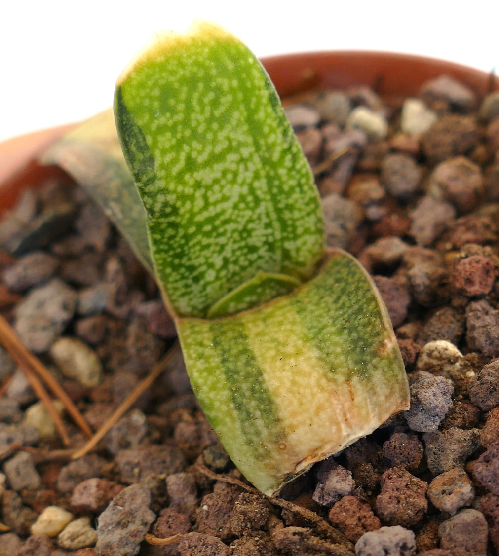 Gasteria batesiana succulent with thick, mottled green leaves growing in rocky soil