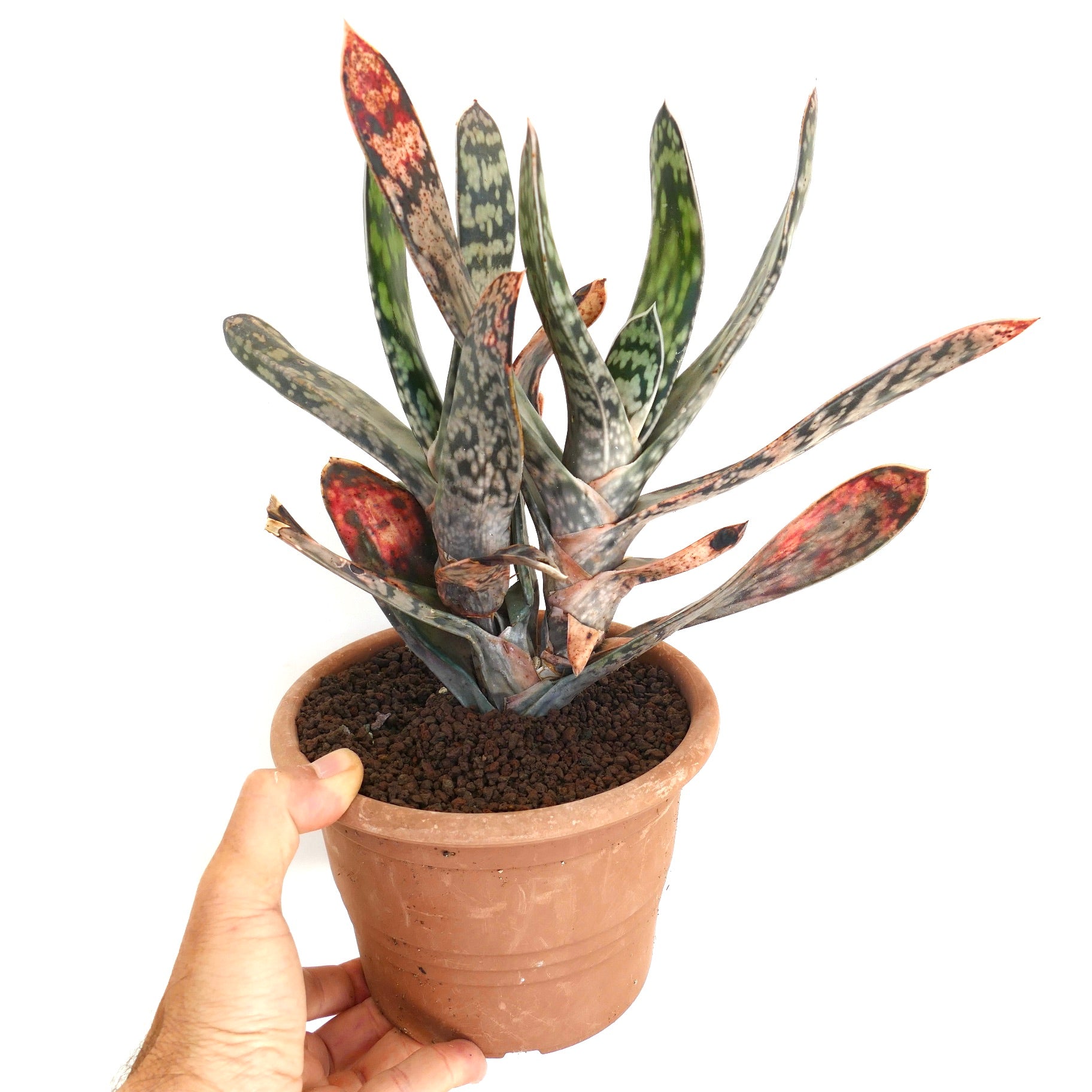 Gasteria cv. MINNESOTA EX NCS NURSERY succulent with elongated spotted leaves in terracotta pot