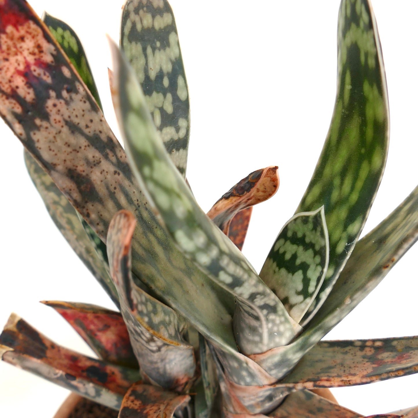 Gasteria cv. MINNESOTA EX NCS NURSERY succulent with thick mottled green and brown spotted leaves