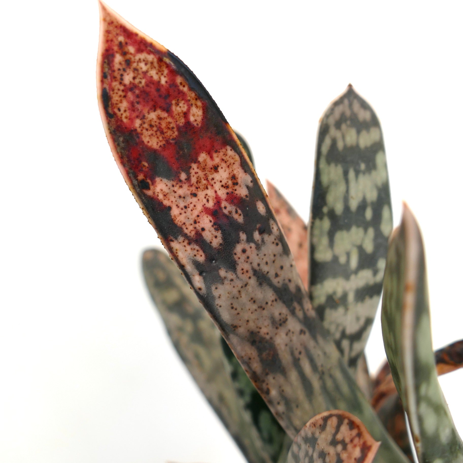 Gasteria cv. MINNESOTA EX NCS NURSERY succulent with elongated spotted leaves in green and reddish tones