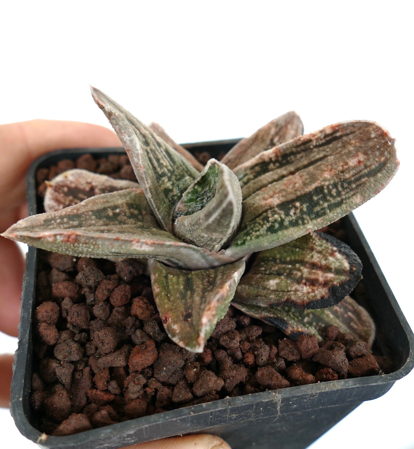 Gasteria cv CARRARA MARBLE X2