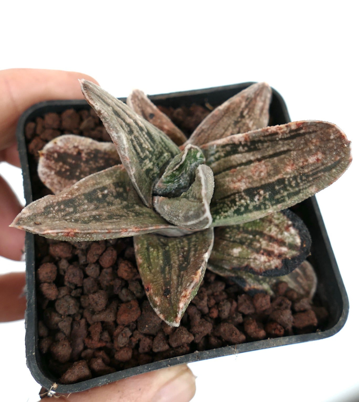 Gasteria cv CARRARA MARBLE X2