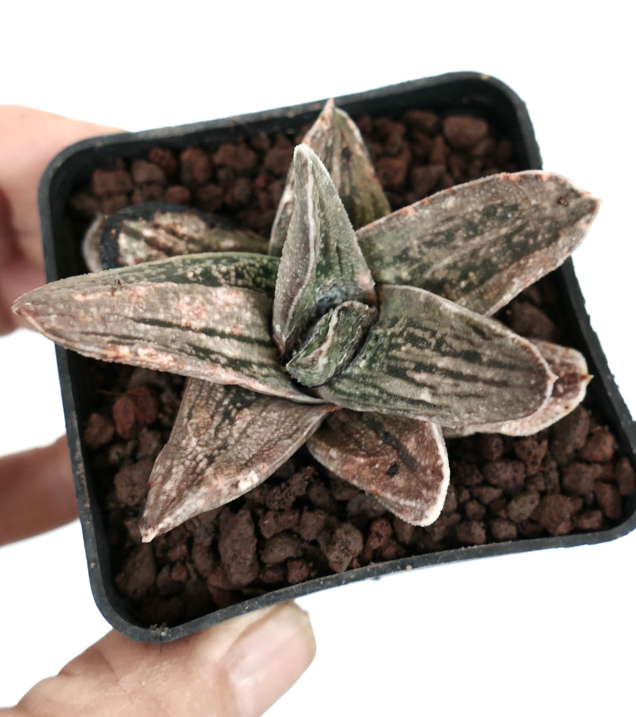 Gasteria cv CARRARA MARBLE X2