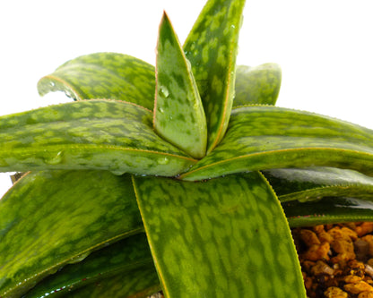 Gasteria cv MUMBA (ex Specks Nursery EXOTICA) 4-10cm