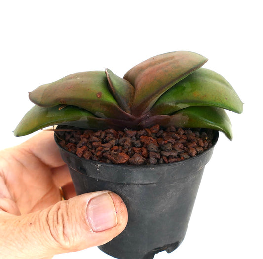Gasteria pillansii cv succulent with smooth thick fleshy leaves in small black pot