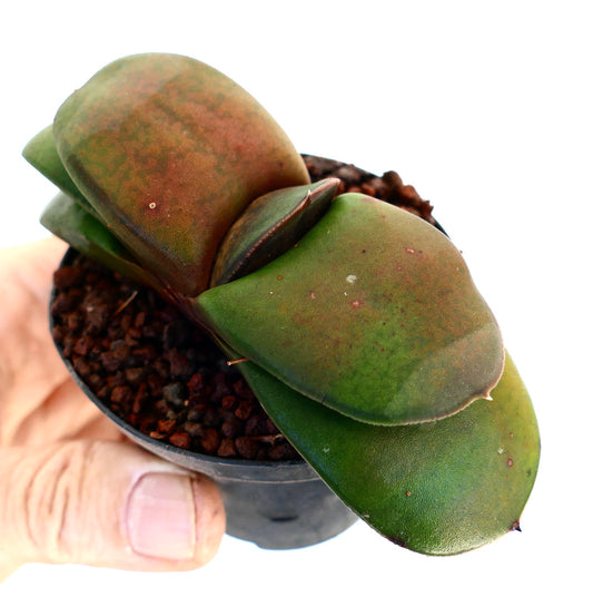 Gasteria pillansii cv succulent with smooth thick green and reddish leaves in small pot