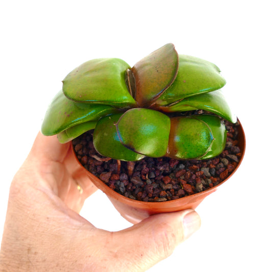 Gasteria pillansii cv succulent with smooth thick green leaves in small pot held by hand