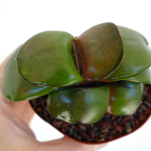 Gasteria pillansii cv succulent with smooth thick green leaves and brown speckled texture in pot