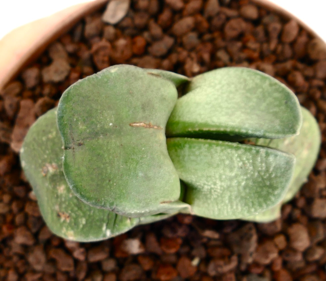Gasteria sp. succulent with thick, smooth, dichotomous green leaves in rocky soil