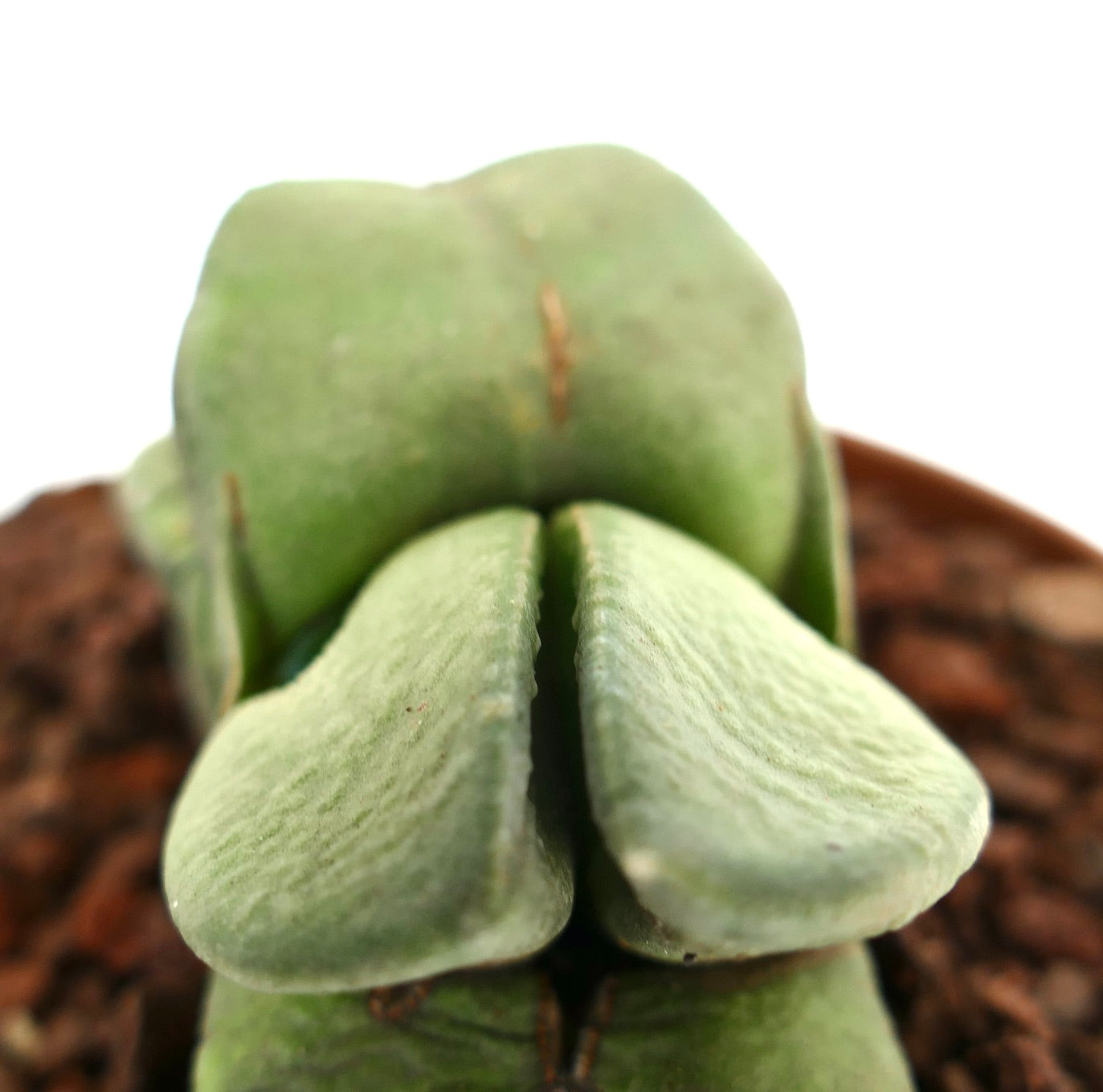 Gasteria sp. succulent with thick, textured, dichotomous green leaves in close-up view