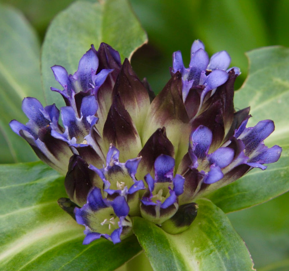 Gentiana crassicaulis livlige lilla og mørktipede rørformede blomster med frodige grønne blader