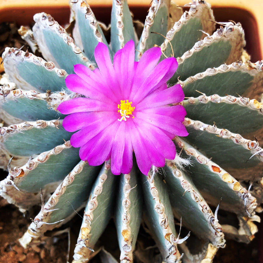 Geohintonia mexicana | 新鮮な種子 | 珍しい銀斑入りサボテン