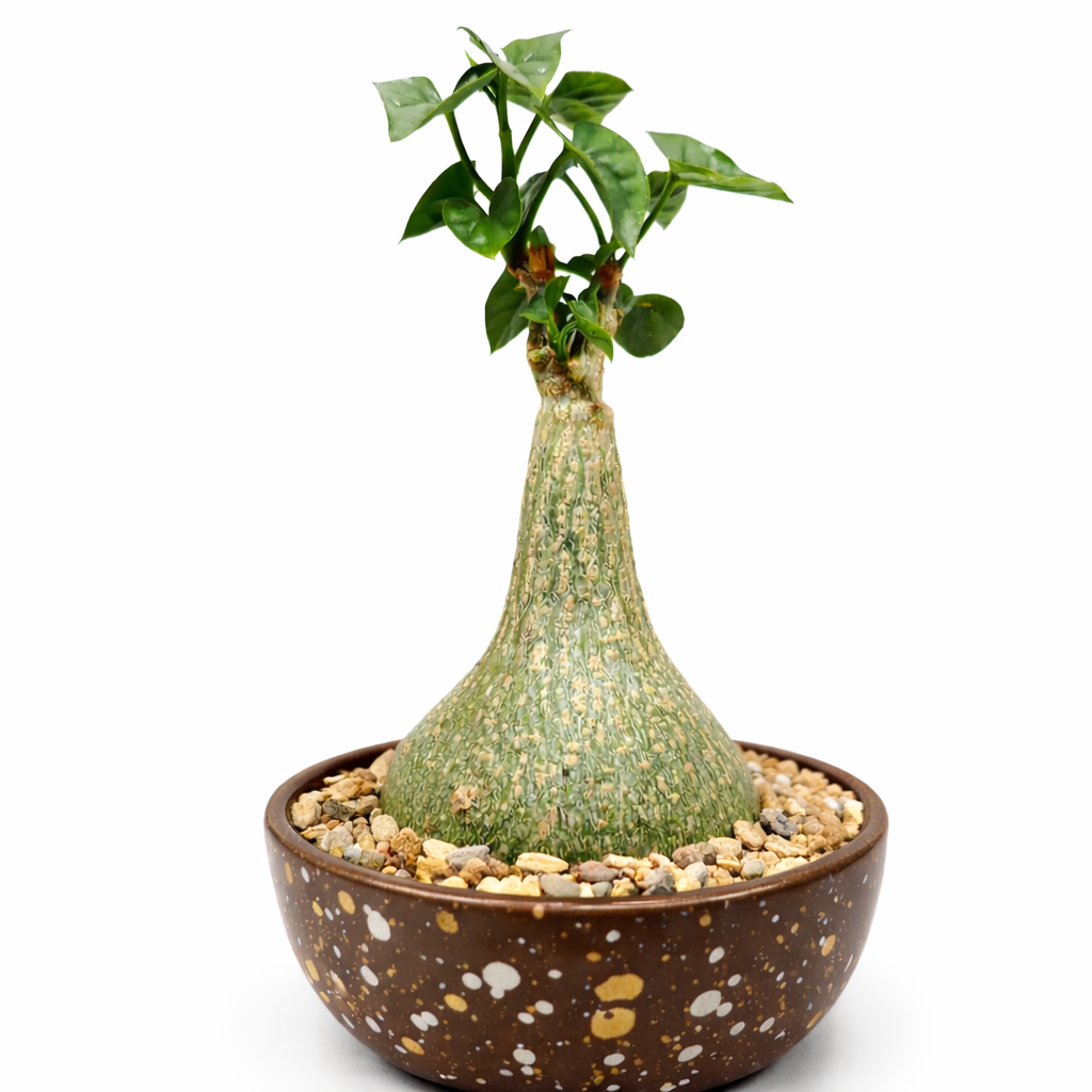 Gerrardanthus macrorrhizus sjelden caudiciform sukkulent med tykk, oppsvulmet base og grønne blader