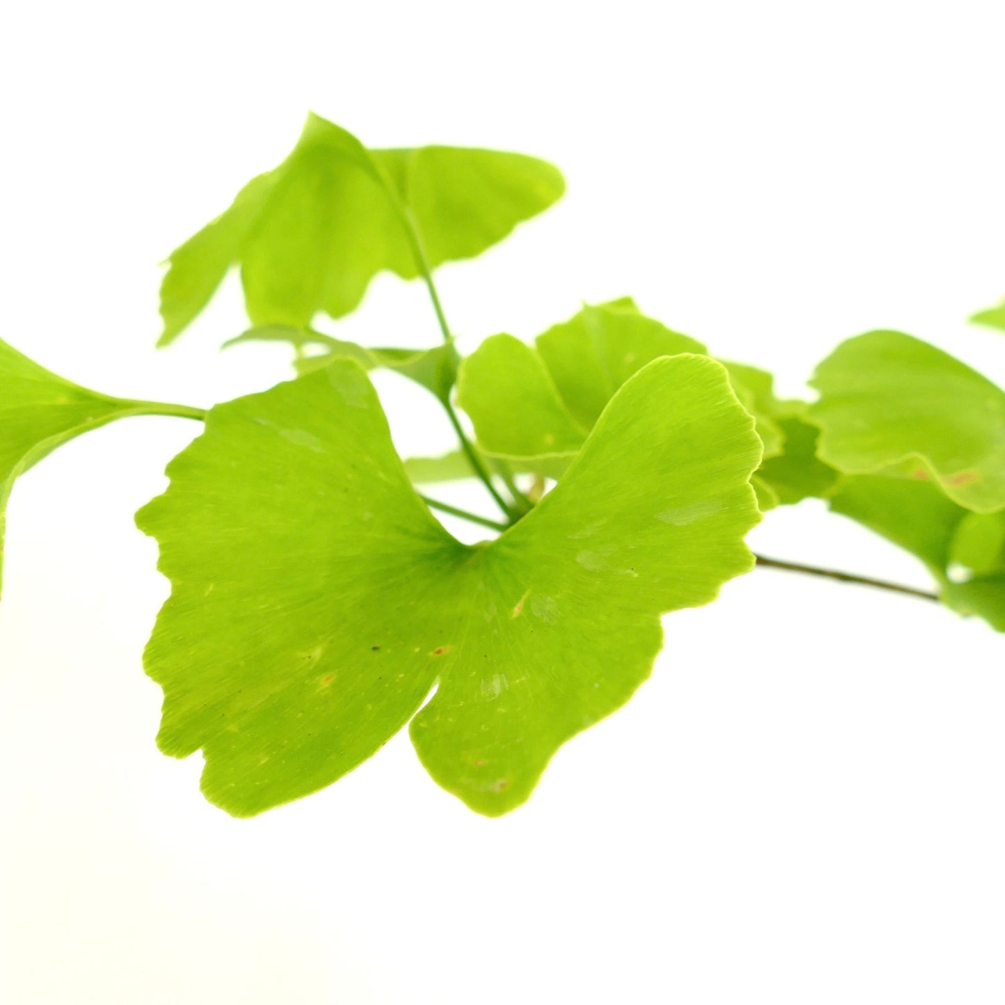 Ginkgo biloba