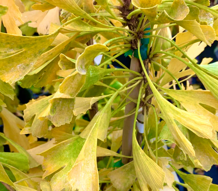 Ginkgo biloba cv ‘Saratoga’ | Botanical Archive | Very Rare Tree