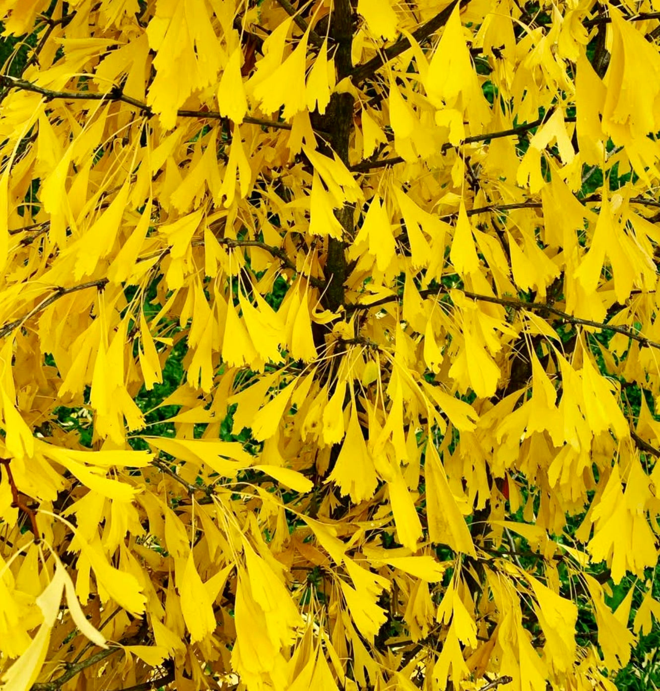 Ginkgo biloba cv ‘Saratoga’ with vibrant yellow fan-shaped autumn leaves on branches