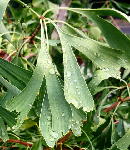 Ginkgo biloba cv ‘Saratoga’ fresh green fan-shaped leaves with water droplets