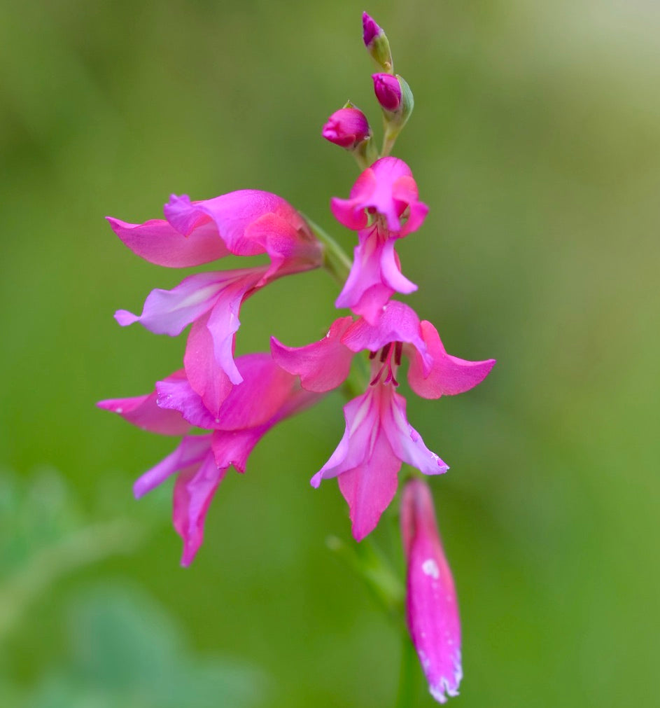 กลาดิโอลัส อิตาลิคัส ดอกสีชมพูสดใส อ่อนช้อยด้วยกลีบที่นุ่มนวลและพื้นหลังสีเขียว