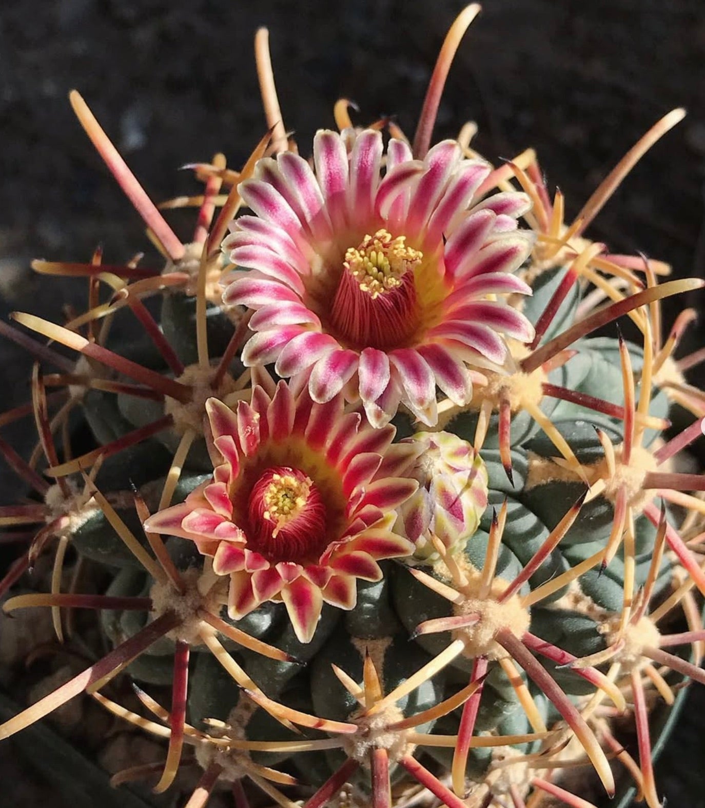 Glandulicactus crassihamatus, cactus fiorito con fiori rosa e gialli e spine lunghe