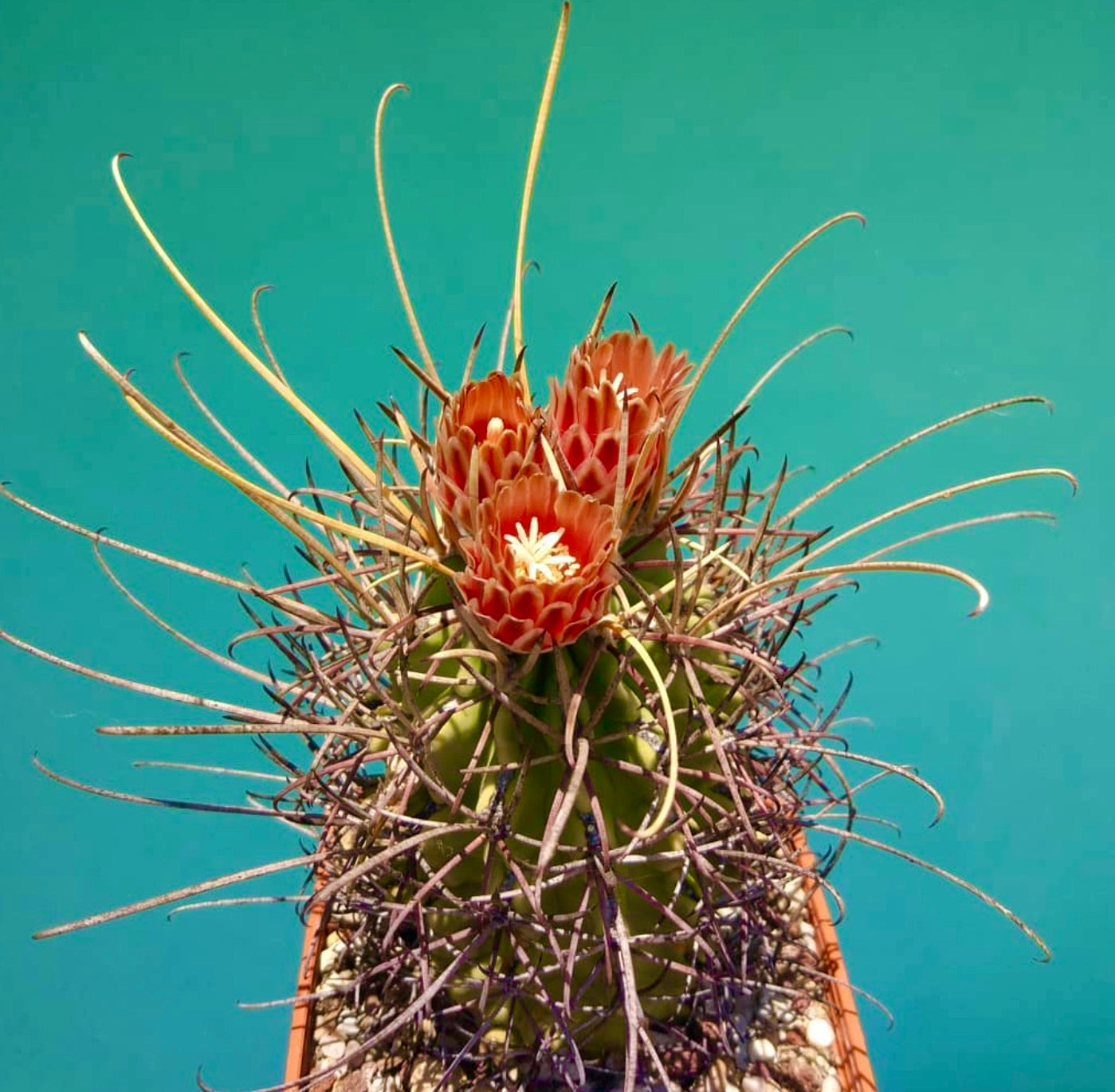 Glandulicactus uncinatus cactus met lange gebogen stekels en oranje-rode bloemen in bloei
